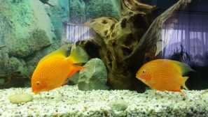 Tsichlasoma severum
