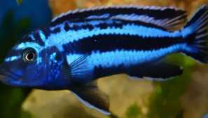 Cichlids на големите африкански езера - малави езеро. Група utaka и блиски ставови