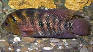 Cichlids: видови, опис, репродукција, содржина, хранење, слика, компатибилност