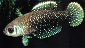 Star alinebias, или corolebias chernoplawiki, или corolebia (cynolebias nigripnnis)