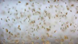 Moin daphnia - опис и грижа