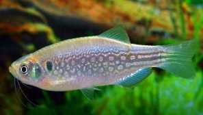 Danio dangila (danio dangila)