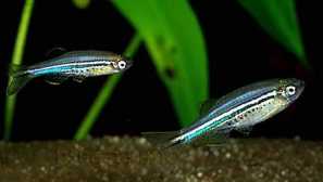 Данио точка, данио нане, данио нигофасит (brachydanio nigrofasciatus, danio nigrofasciatus)