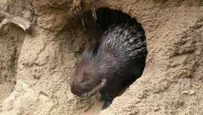 Индиски porcupine