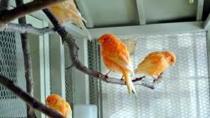 За оние кои немаат време: 5 најнеприфатни миленичиња