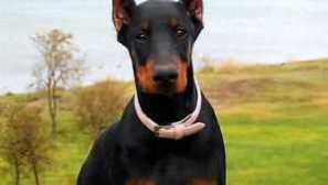 Doberman pinscher: опис на расата, карактерот, обуката и нега