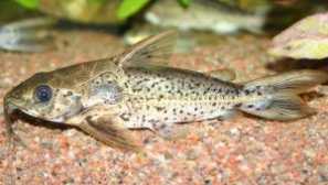 Destats eigenmann (doras eigenmani): опис, содржина, слика, видео.