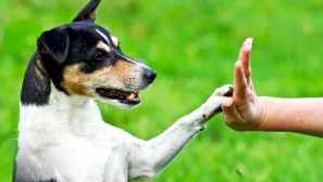 Обука град куче