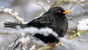 Blackbird