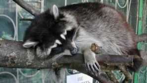 Raccoon polsky: домашна нега, осврти