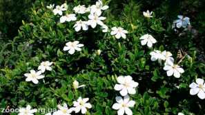 Garia jasmineovoid