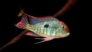 Geofagus redogol tapage: содржина, грижа, компатибилност, болести, одгледување, фотографии, видео