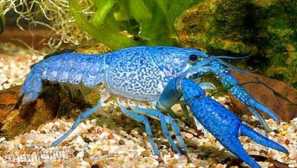Син кубански рак (procambarus cubensis): опис, слика