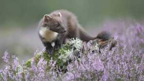 Ermine
