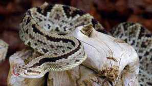 Horgoye rattop