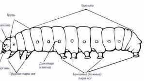 Caterpillar
