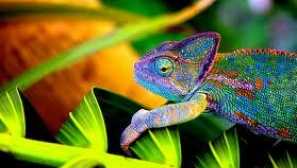 Chameleons