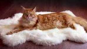 Карактеристики на мачките maine coon раса