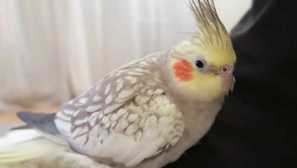 Sly parrot се покажа како ноќен крадец