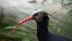 Ibis