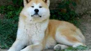 Јапонски akito кучиња: раса опис, слика, цени за akita-io