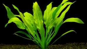 Echinodorus амазонски содржина опис репродукција