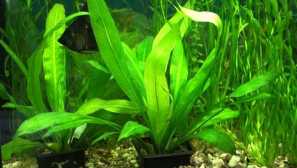 Echinodorus блескава содржина опис на фото репродукција