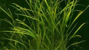 Echinodorus стеснување: содржина, репродукција, фотографија, видео.