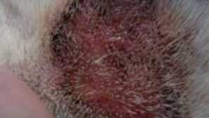 Егзема во кучиња: третман на влажна егзема, како што изгледа, причини, дрога