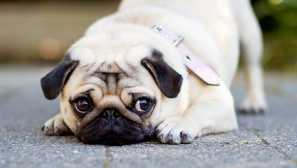 Висококвалитетни pug слики и декоративни видови