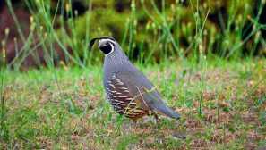 Калифорнија скроти quail
