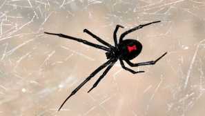 Karakurt spider: опис, слика, репродукција, храна, залак, живеалиште