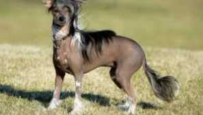 Кинески crested dog pooh: опис на расата, карактер од хранење, нега и содржина, слика
