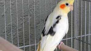 Correll parrot cage