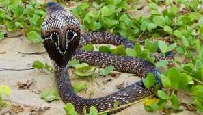 Cobra indian