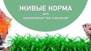 Риба храна - вода инсект ларва.