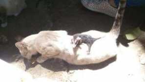 Мачка стана приемна мајка за opossum