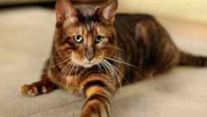 Toyger cat: рас опис, грижа и содржина
