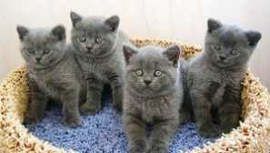 Мачки на британската раса: карактеристики, боја, опис на стандардот