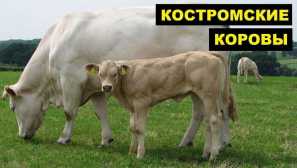 Кострома раса на крави
