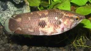 Chtenopoma чоколадо (ctenopoma oxyrhynchum): опис, содржина.