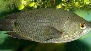 Кениома сизаја, кингли кенетнопол (ctenopoma kingsyayae)