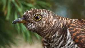 Cuckoo