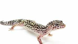 Leopard eyblefar: грижа и одржување дома