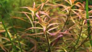 Ludvigia brevieps: опис, содржина, слика, видео