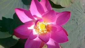 Lotus nuts
