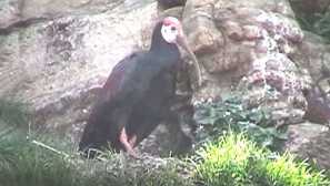 Bald ibis