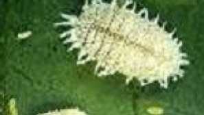 Mealybug