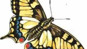 Животен стил и опис на пеперугата махаон