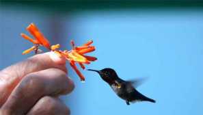 Птица опис hummingbird